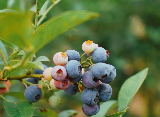 金寨蓝莓种植基地